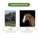 Aankomende Veulens 2026 – Queen Kastoria M × Ermitage de Kalone